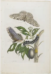 Motten, Raupen und Laub, 1705-71